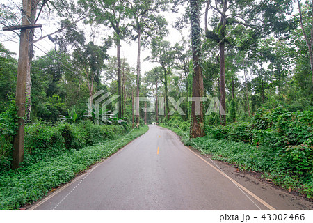 Scenic drive of the forest that beautiful 43002466