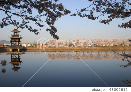 鍵唐古遺跡と桜 43002612