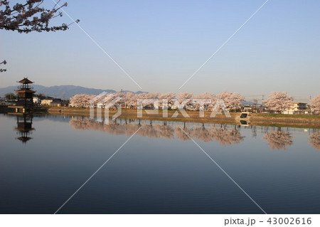 鍵唐古遺跡と桜 43002616