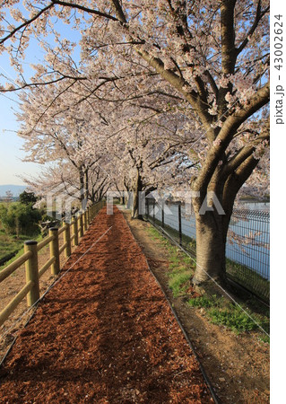 鍵唐古遺跡と桜 43002624