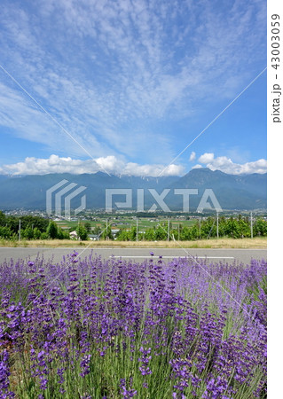 花とハーブの里:ラベンダーと有明山 北安曇郡池田町 花とハーブの里:ラベンダーと有明山 北安曇郡池田町 43003059