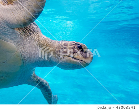 Green sea turtle 43003541