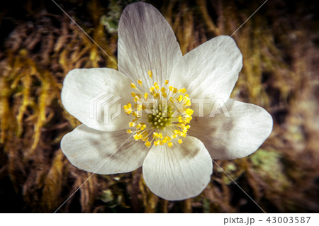 Wood anemone 43003587