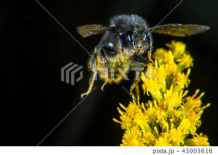 Bumblebee 43003616