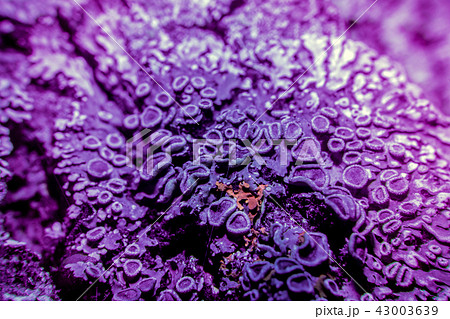 Lichen in ultraviolet Lichen in ultraviolet 43003639