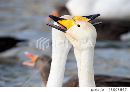 Whooper swan 43003647