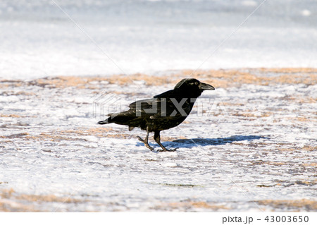 Icelandic raven 43003650