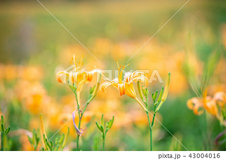 ニッコウキスゲ キスゲ デイリリー 43004016