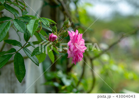 背景 バックグラウンド バックグランド 43004043