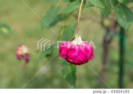 背景 バックグラウンド バックグランド 43004165