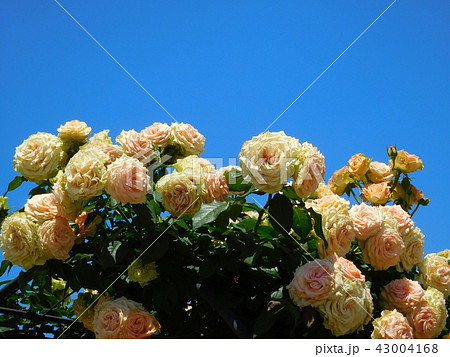 バラの花 エメラルドアイルの写真素材