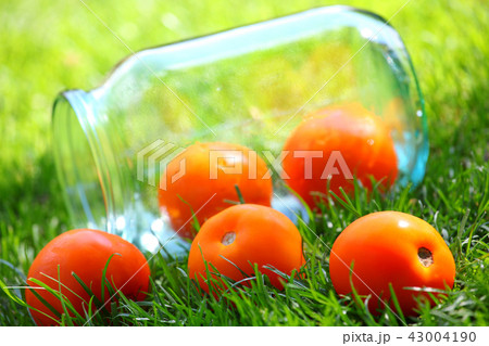 yellow tomato summer garden yellow tomato summer garden 43004190