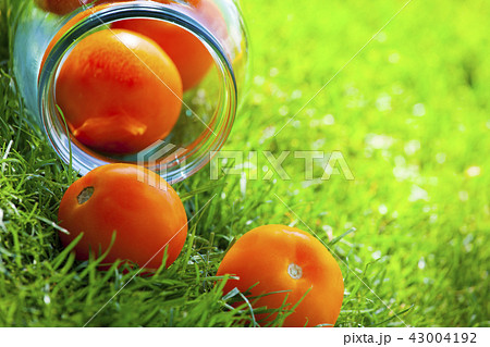 yellow tomato summer garden 43004192