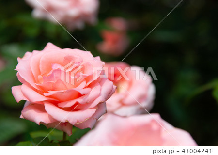 背景 バックグラウンド バックグランド 43004241