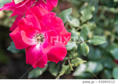 背景 バックグラウンド バックグランド 43004312