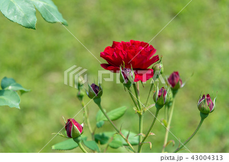 背景 バックグラウンド バックグランド 43004313