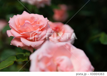 背景 バックグラウンド バックグランド 43004363