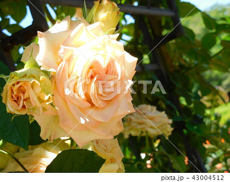 バラの花 エメラルドアイルの写真素材