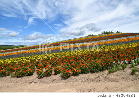 四季彩の丘 四季彩の丘 43004831