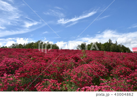 四季彩の丘 四季彩の丘 43004862