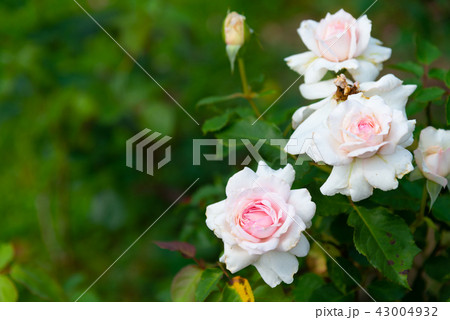 背景 バックグラウンド バックグランド 43004932