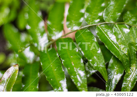 beautiful green  fern leaves foliage  43005122