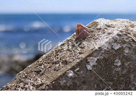 海・夏の思い出・テトラポット 43005242