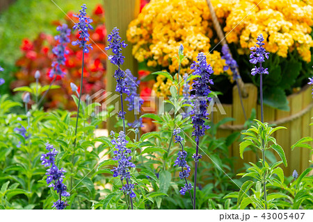 背景 バックグラウンド バックグランド 43005407