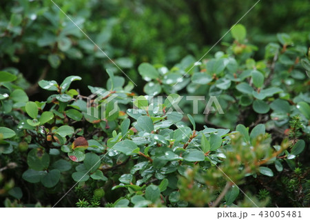 コケモモの葉 43005481