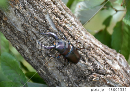 ノコギリクワガタの雄 43005535