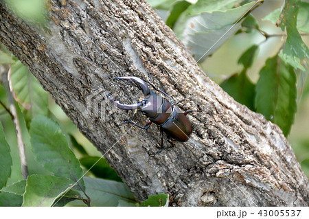ノコギリクワガタの雄 43005537