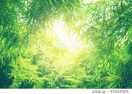 Green leaf soft focus with closeup in nature view  43005904