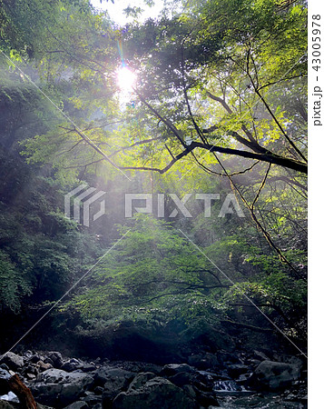 沢に射し込む朝日 43005978