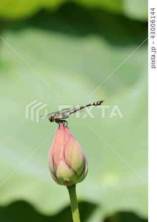 ハスの蕾に止まる蜻蛉 ハスの蕾に止まる蜻蛉 43006144