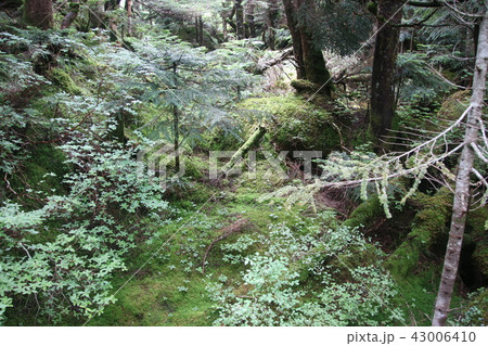 北横岳の高山植物 北横岳の高山植物 43006410