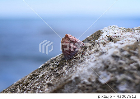 海・夏の思い出・テトラポット 43007812