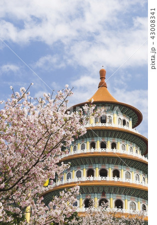 天元宮 桜 花 43008341