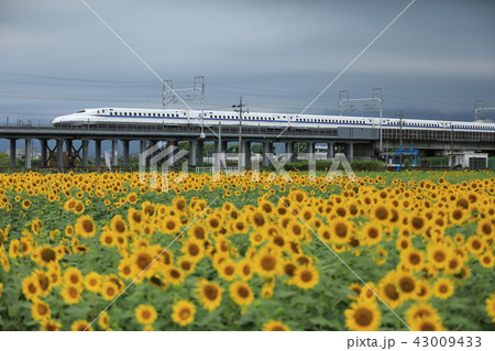 大垣ひまわり畑と東海道新幹線 43009433