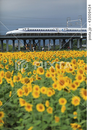 大垣ひまわり畑と東海道新幹線 43009434