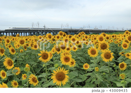 大垣ひまわり畑と東海道新幹線 大垣ひまわり畑と東海道新幹線 43009435