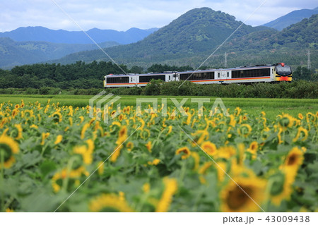 ひまわり畑とリゾートしらかみ ひまわり畑とリゾートしらかみ 43009438
