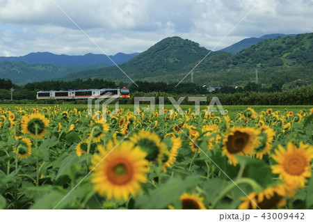 ひまわり畑とリゾートしらかみ ひまわり畑とリゾートしらかみ 43009442