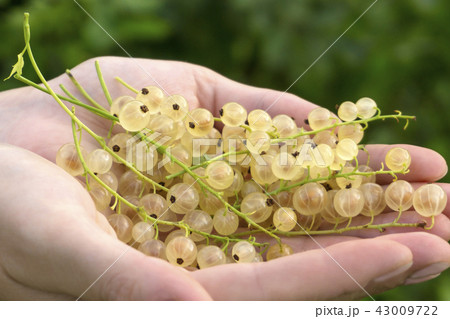 white-currant brush in the palms white-currant brush in the palms 43009722