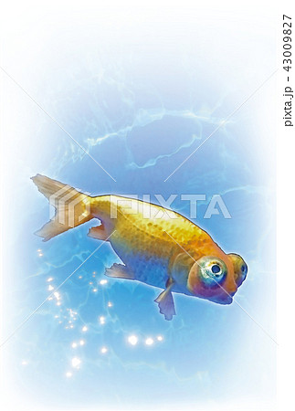 金魚 頂天眼 葉書のイラスト素材