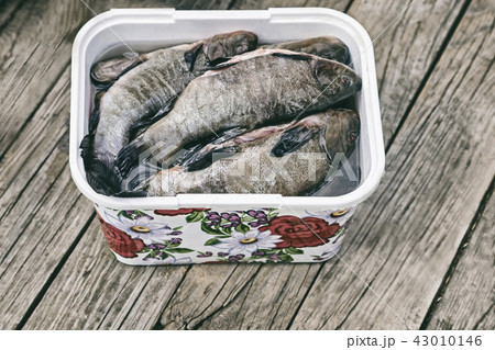 Purified fresh water fish in the container. Purified fresh water fish in the container. 43010146