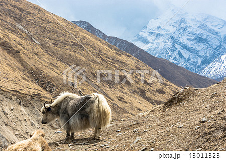 Yaks in the Himalayan mountains, Nepal. 43011323