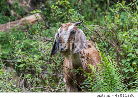 A young goat in green thickets. 43011336
