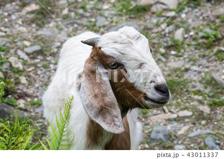 A young goat with small horns. 43011337