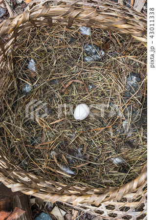 Wicker basket with chicken egg. Wicker basket with chicken egg. 43011338