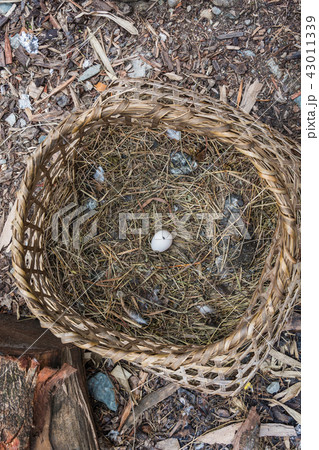 Wicker basket with chicken egg. Wicker basket with chicken egg. 43011339